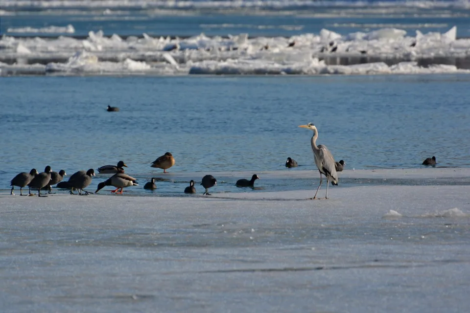 Frozen Danube near Silver Lake, Serbia in winter — off-season calm